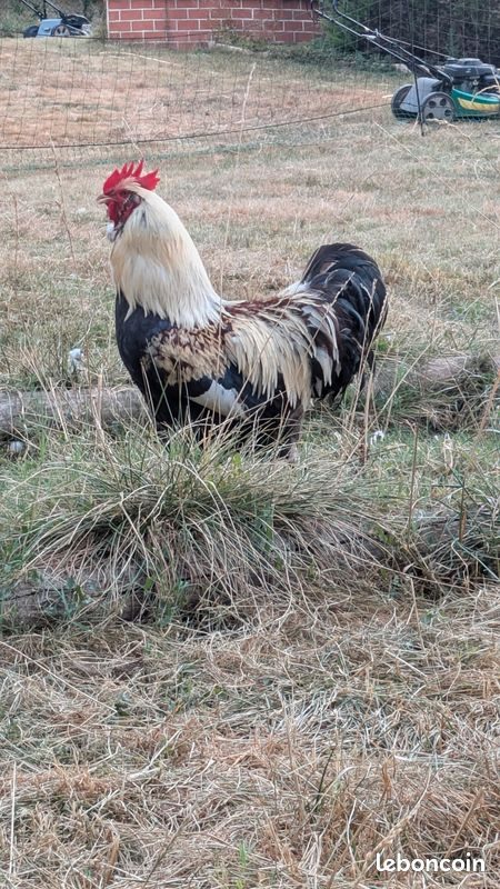 œufs à couver de Leghorn, élevage